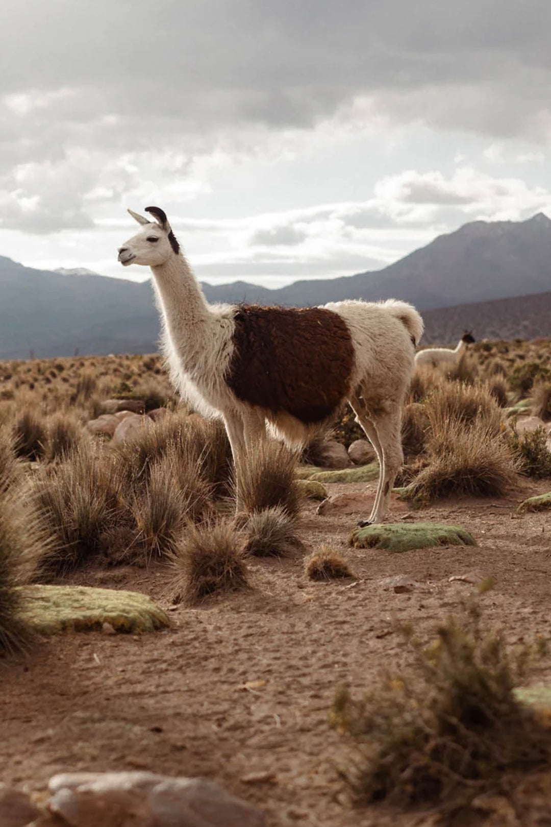 Aiayu - Helen Classic